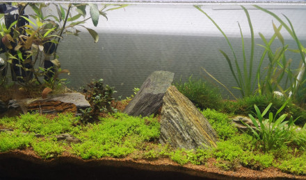 aquarium 60l spe full blue rili