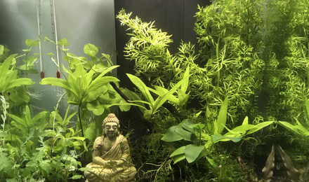 aquarium Aquarium buddha