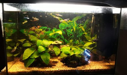 aquarium Mon 80l