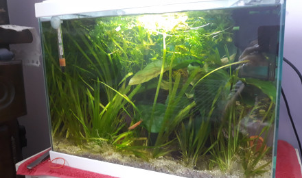 aquarium Mon 20l killies