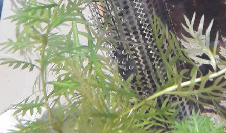 aquarium Boule elevage alevins