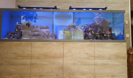aquarium Recifal