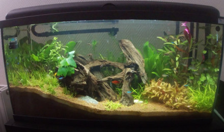 aquarium Bac 1