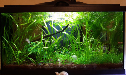 aquarium FirstOne