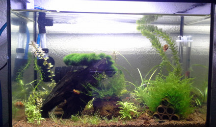 aquarium Crecre
