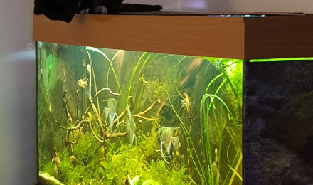 aquarium Amazonien