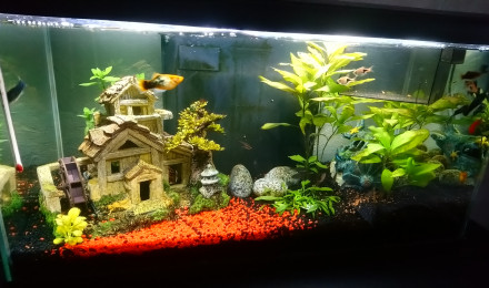aquarium Mon premier