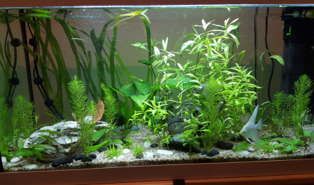 aquarium Premier bac