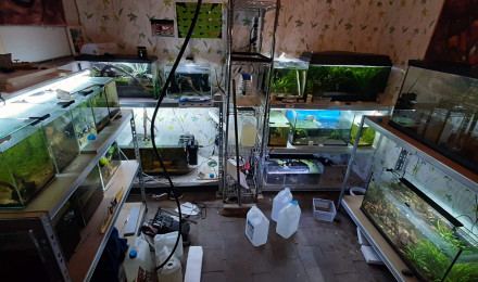 aquarium Modifications de la fishroom