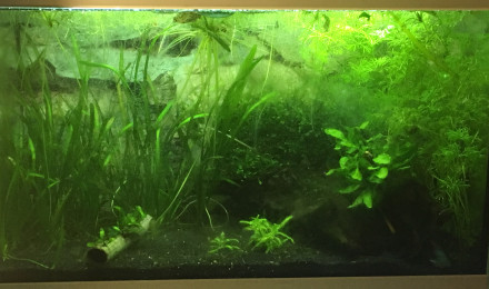 aquarium Betta femelle