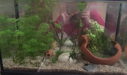 aquarium Micro faune