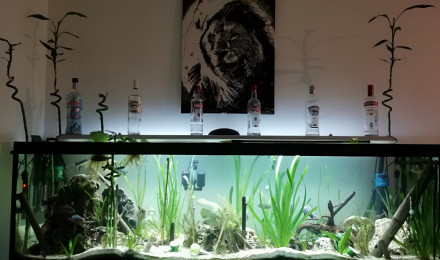aquarium Poipoi