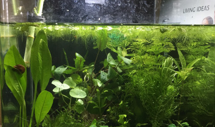 aquarium Red cherry et betta male