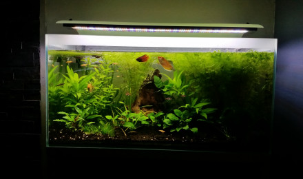 aquarium Aquarium asia