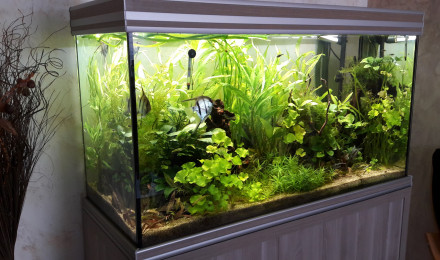aquarium bac d ensemble  d un adherent