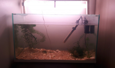 aquarium Alevins