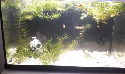 aquarium Killis