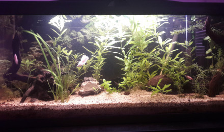 aquarium Betta femelles