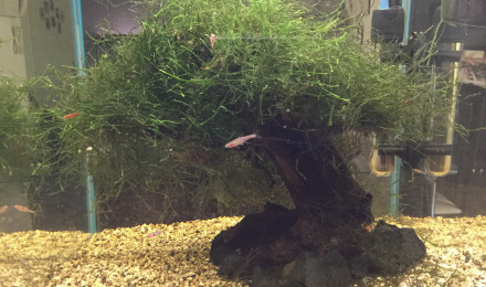 aquarium 30 Litres