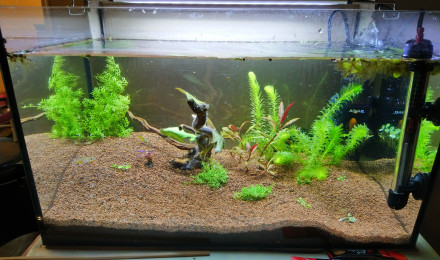 aquarium kilies
