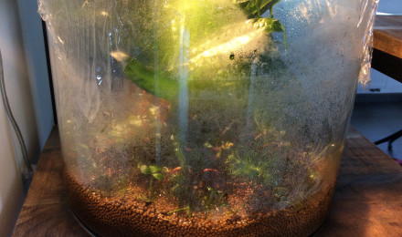 aquarium Aquascaping