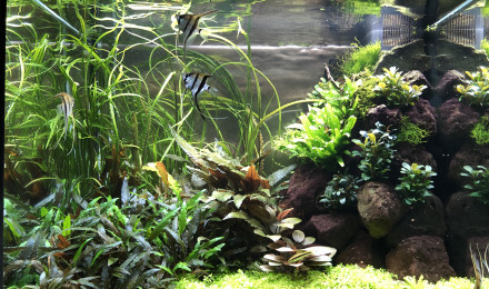 aquarium Adam
