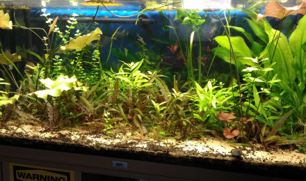 aquarium Bac communautaire