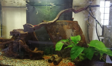 aquarium 50L