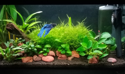 aquarium 20 litres Betta