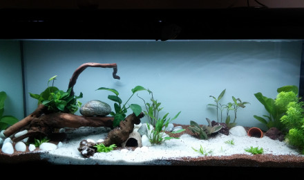 aquarium 120L