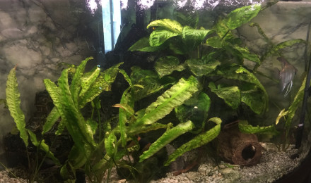 aquarium Bac2