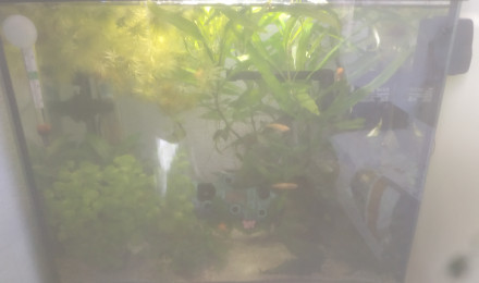 aquarium Killies et Néons du Pauvre