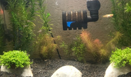 aquarium Nurserie