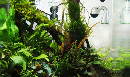 aquarium Nano 20L aquascaping
