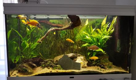 aquarium Malawi
