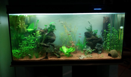 aquarium Amaziatique