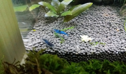 aquarium Nano spé velvet blue