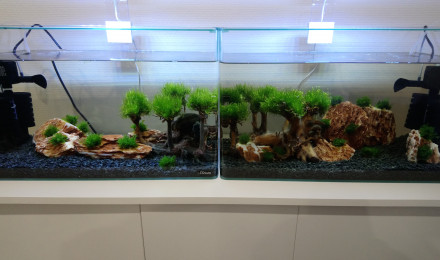 aquarium spé crevettes