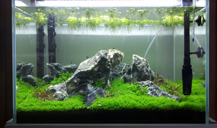 aquarium The first