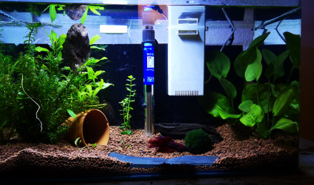 aquarium 40L betta