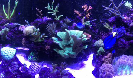 aquarium Recifal 1000 litres