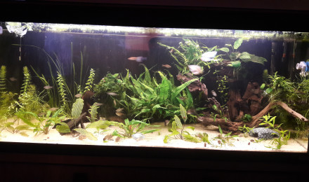 aquarium 240 Litres