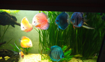 aquarium Bac commun