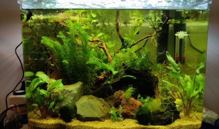 aquarium Betta splendens 55L - Marius Land