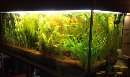 aquarium 555 l