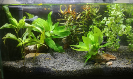 aquarium Aqua