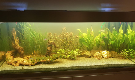 aquarium Proxima 325