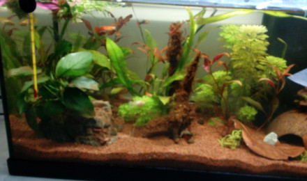 aquarium Min premier aquarium