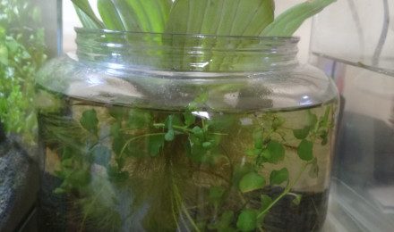 aquarium Low