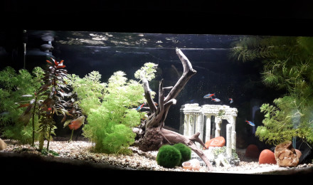 aquarium 16-9